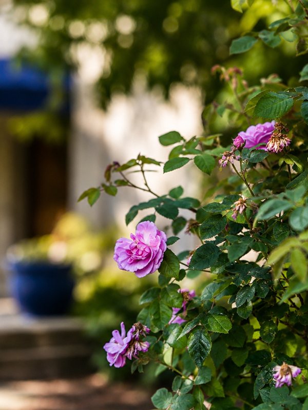 Entrance with Roses